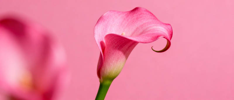 粉红马蹄莲绽放图片