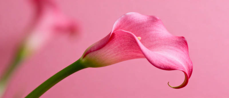 粉红马蹄莲绽放图片