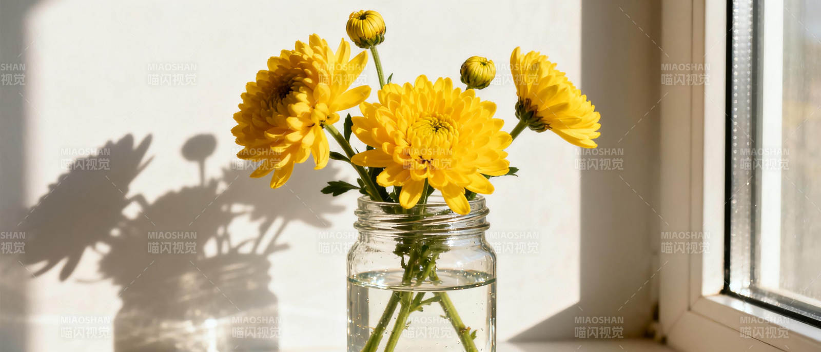 窗边黄菊静影图片