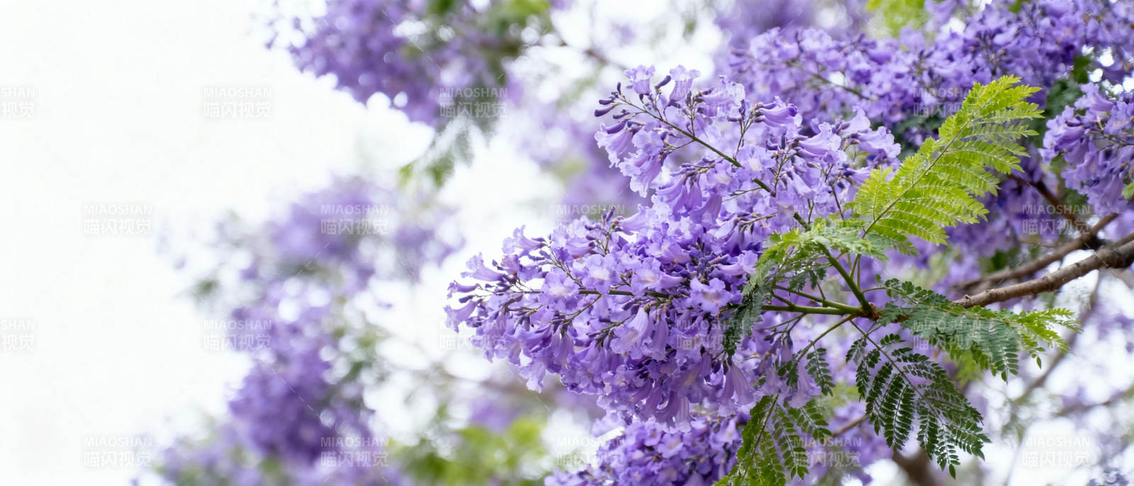紫花绽放枝头图片