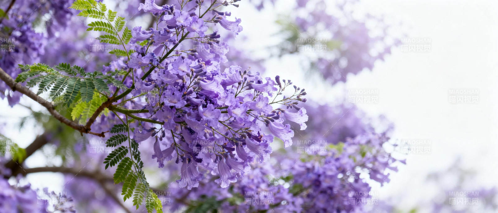 紫花绽放枝头图片