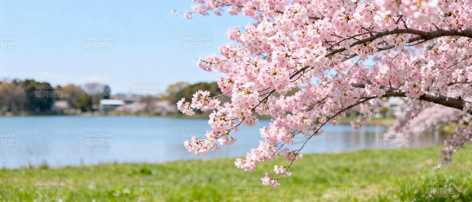 樱花湖畔春景图片