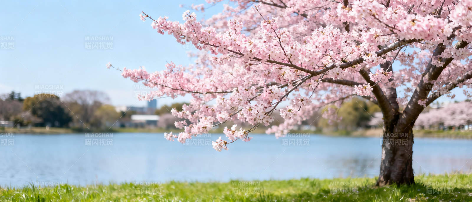 樱花湖畔春景图片