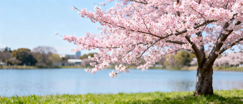 樱花湖畔春景图片