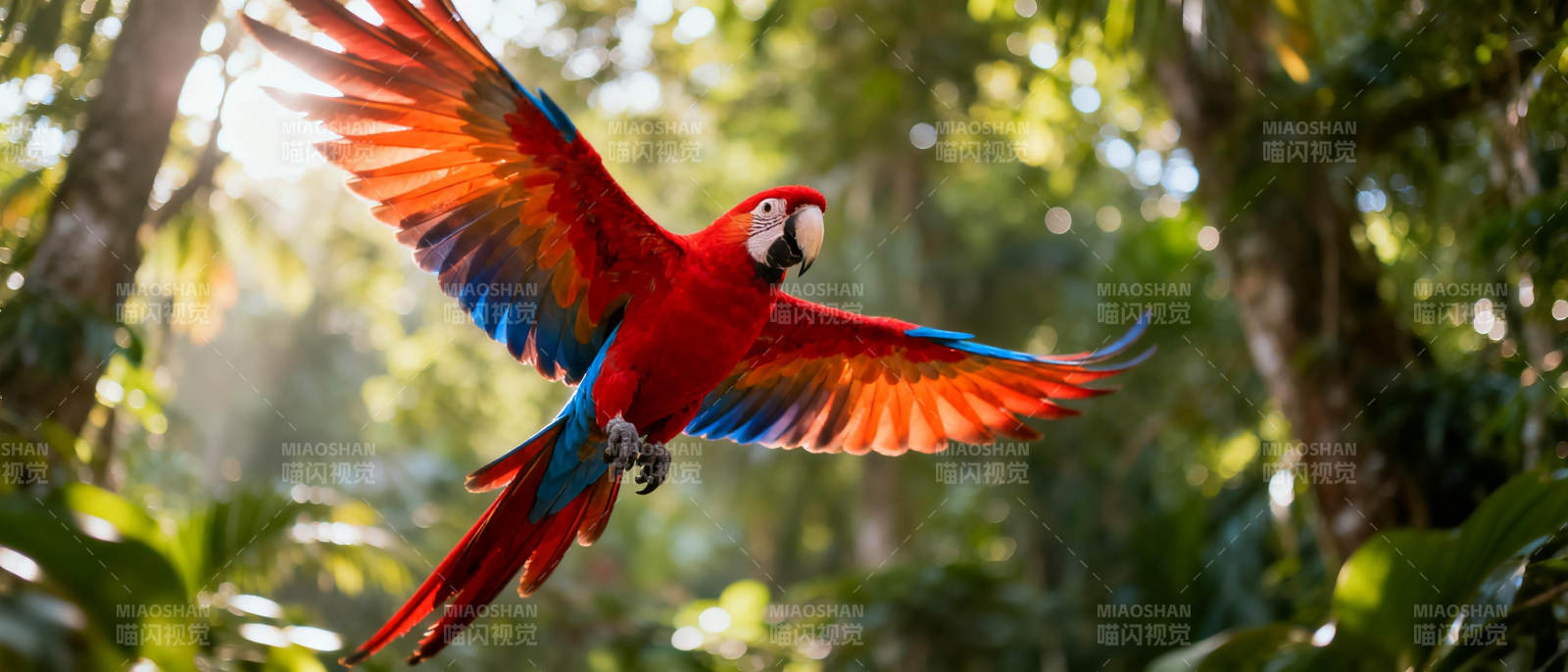 红鹦鹉展翅飞翔图片