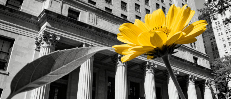 黄花映古建筑图片