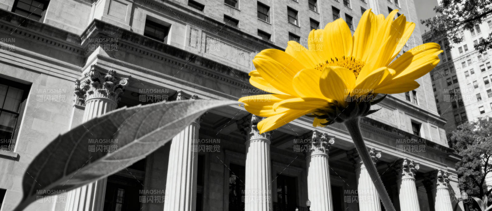黄花映古建筑图片