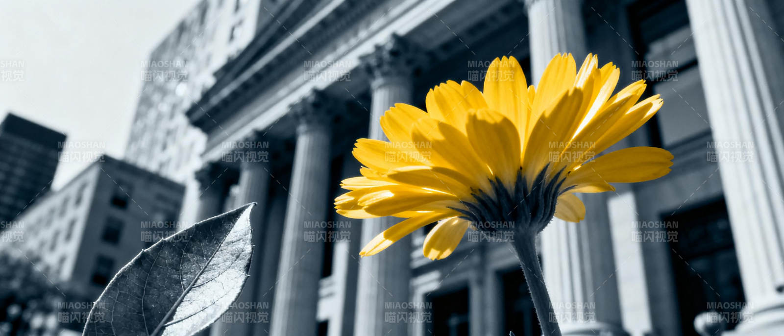 黄花映古建筑图片