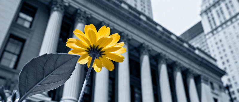 黄花映古建筑图片