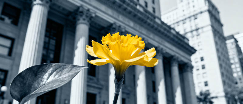 黄花映古建筑图片