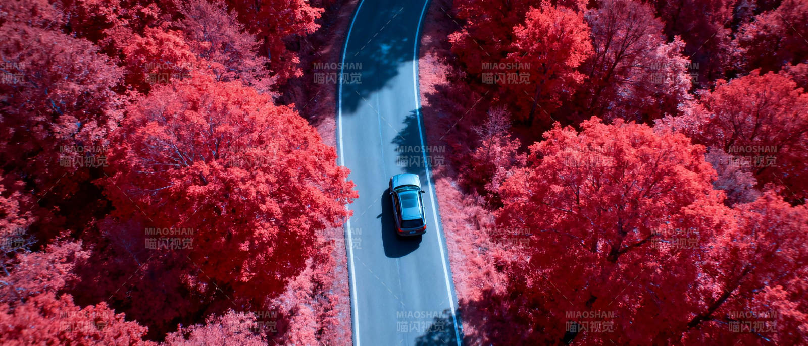 红林曲道行图片