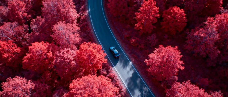 红林曲道行图片