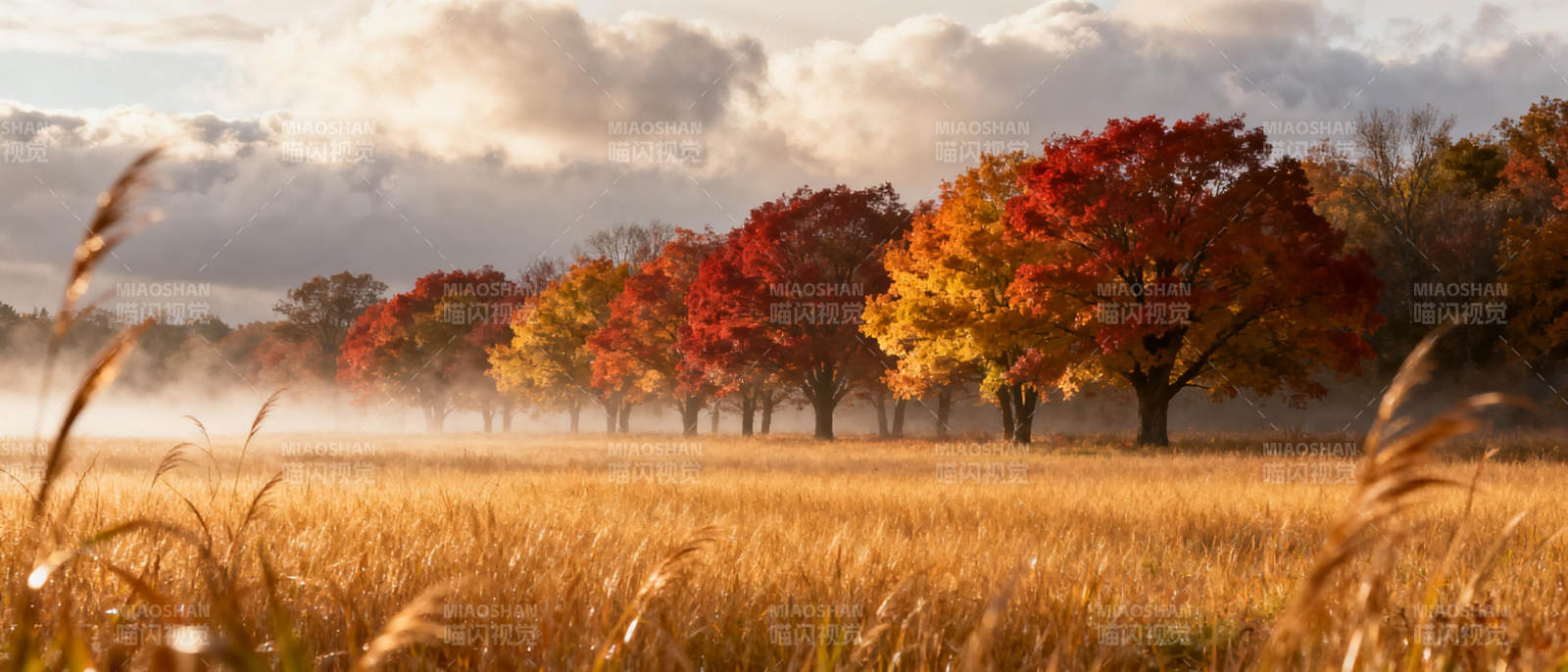 秋日晨雾林景图片