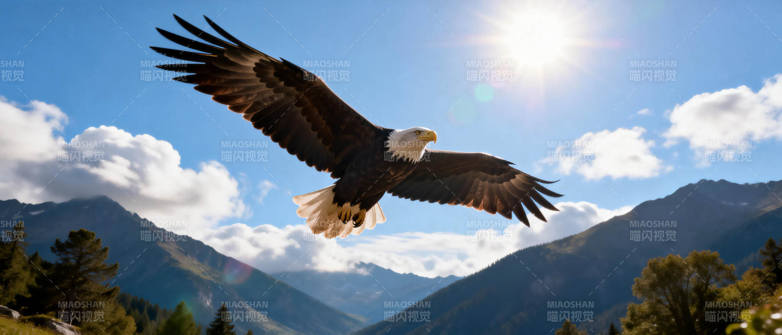 雄鹰翱翔山间图片