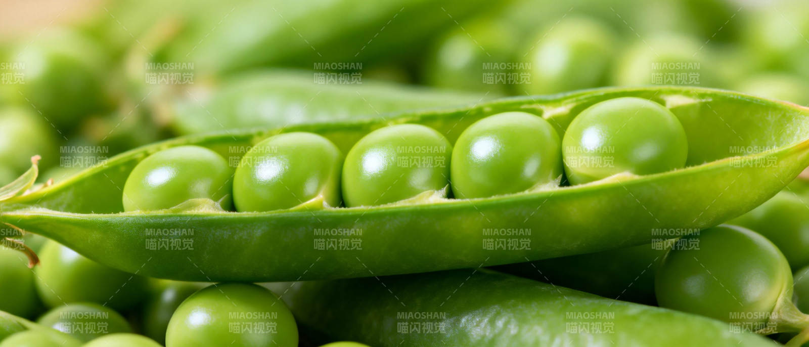 新鲜青豆荚图片