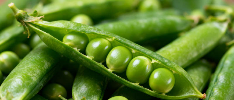 新鲜青豆荚图片