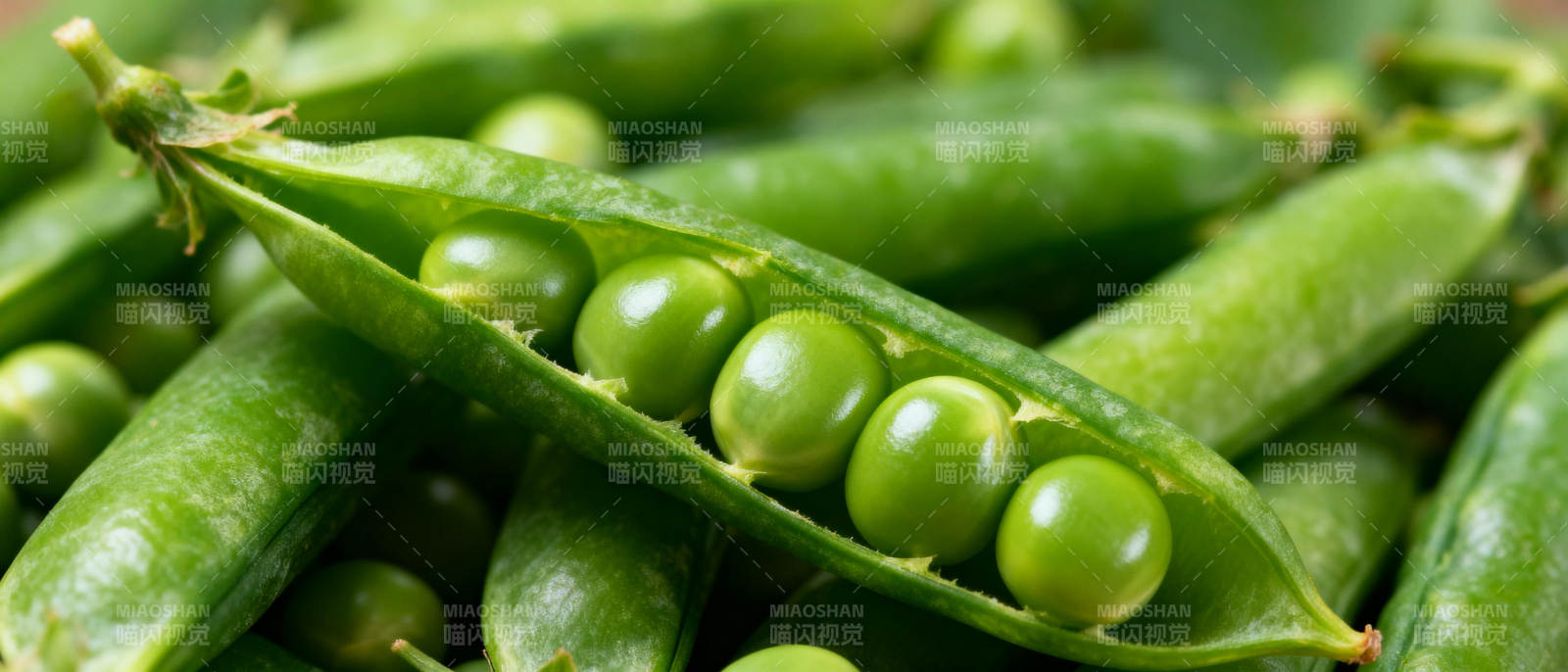 新鲜青豆荚图片