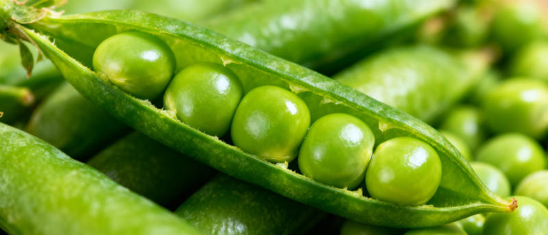 新鲜青豆荚图片