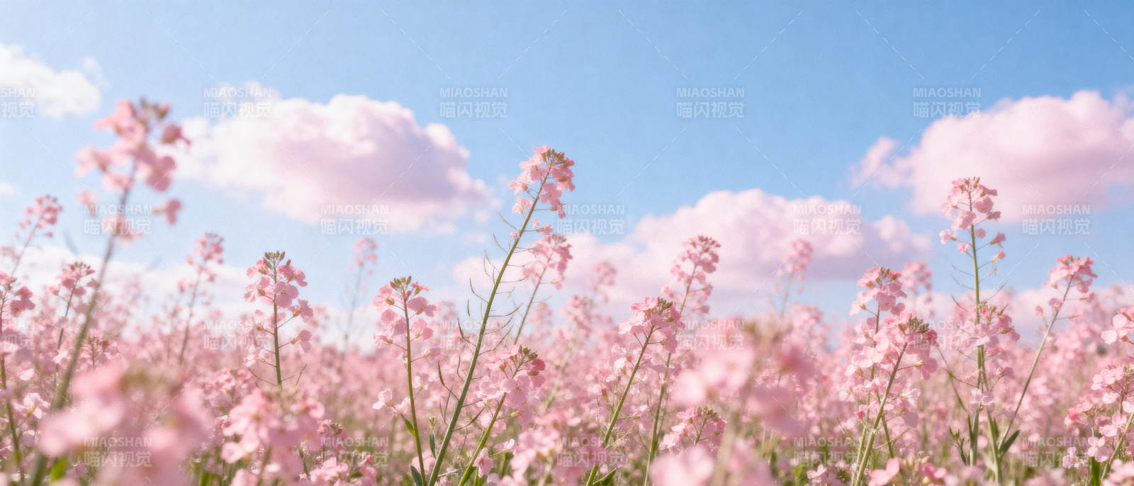 粉花映蓝天图片