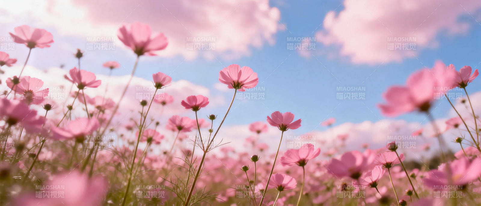 粉花映蓝天图片