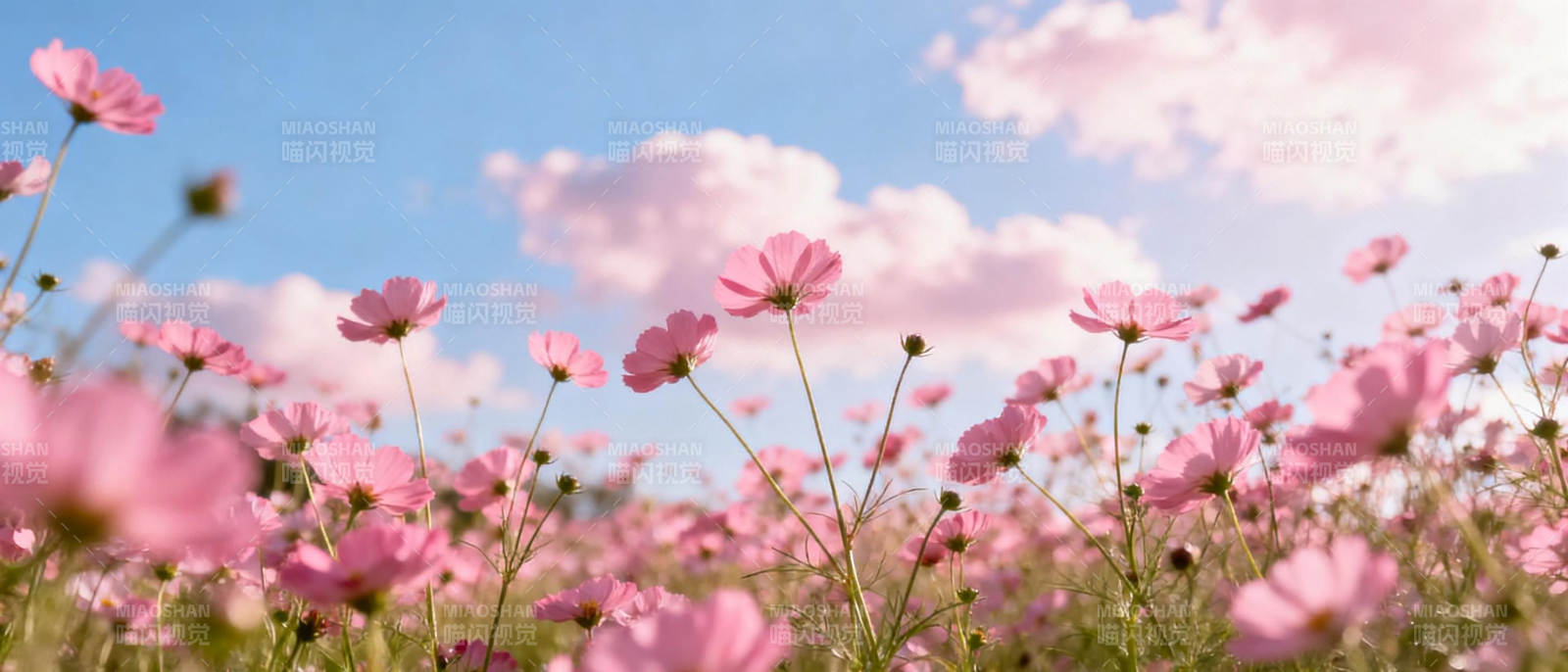 粉花映蓝天图片