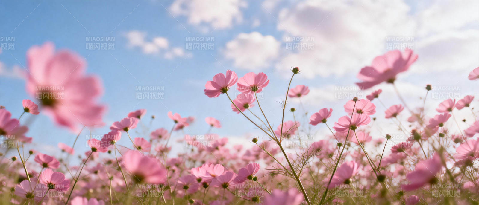 粉花绽放蓝天下图片