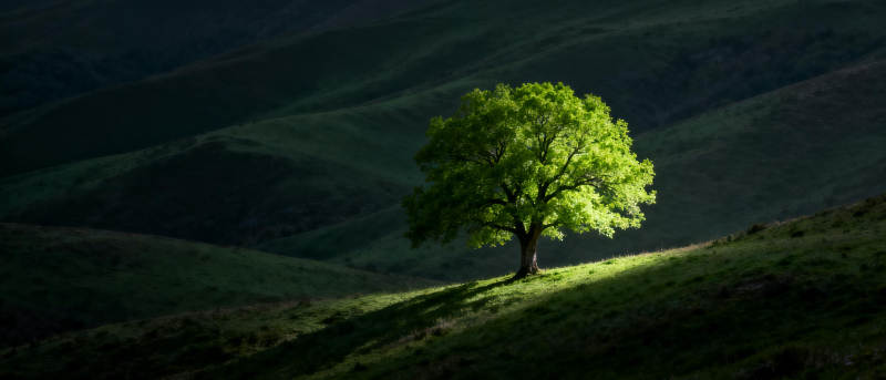 孤树映山光图片