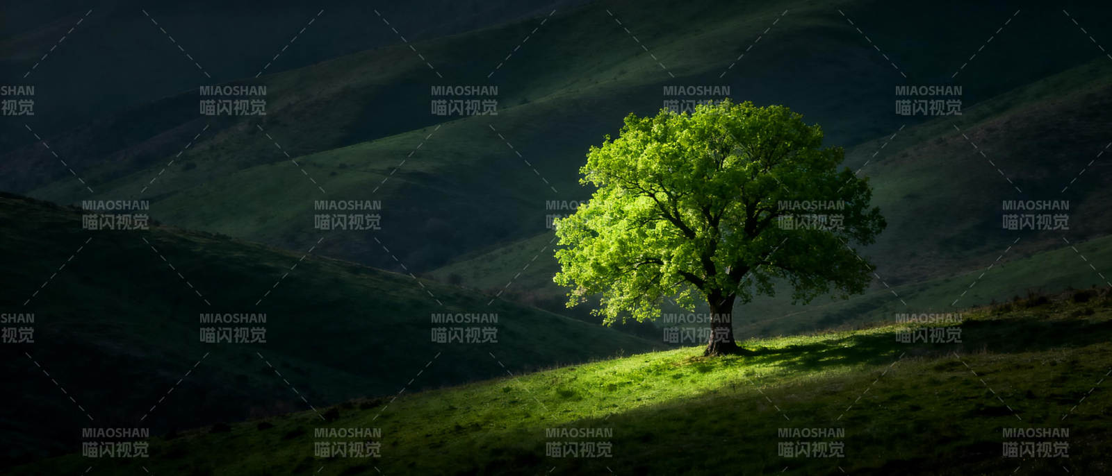 孤树映青山图片