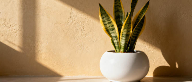 绿植光影静谧美图片