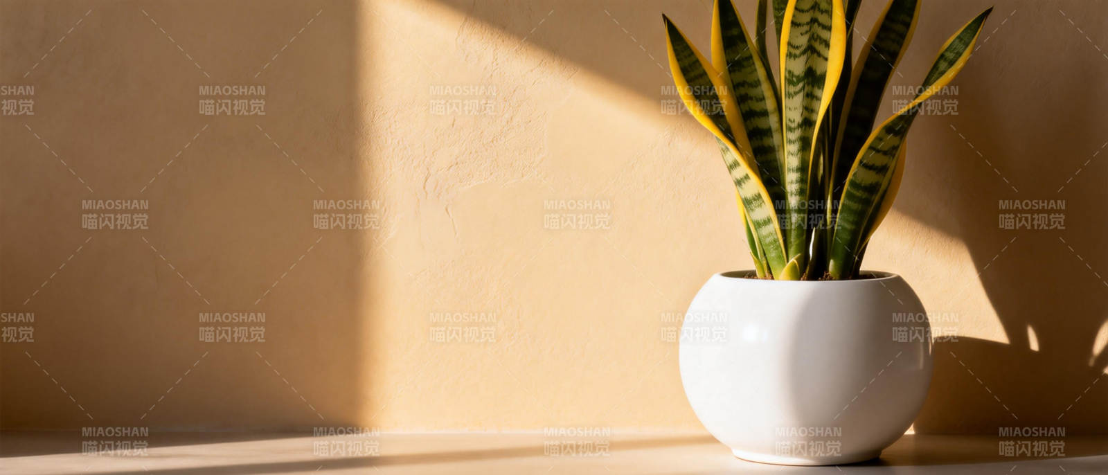 绿植光影静谧美图片