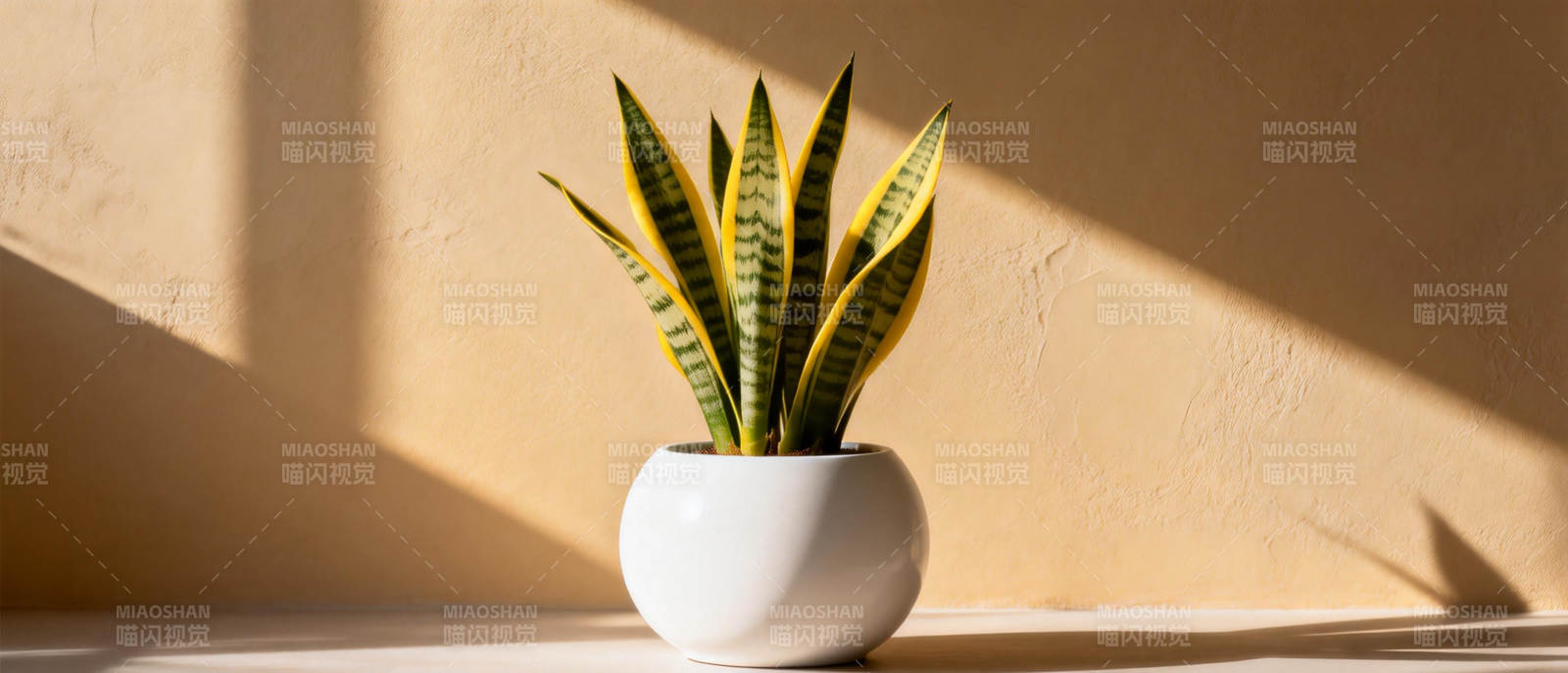 绿植光影静谧美图片