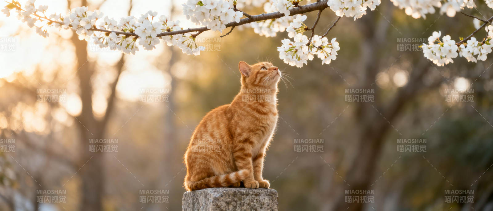 猫赏樱花图片