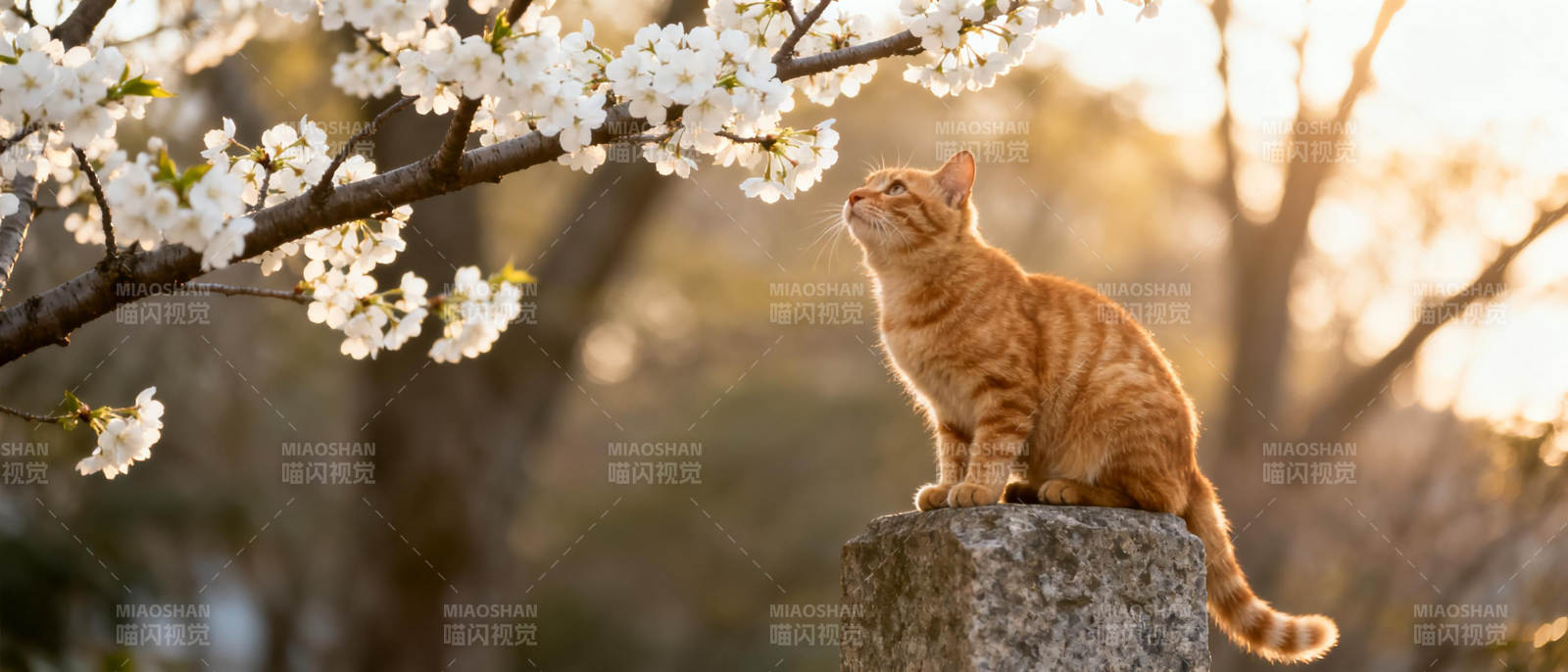 猫望樱花图片