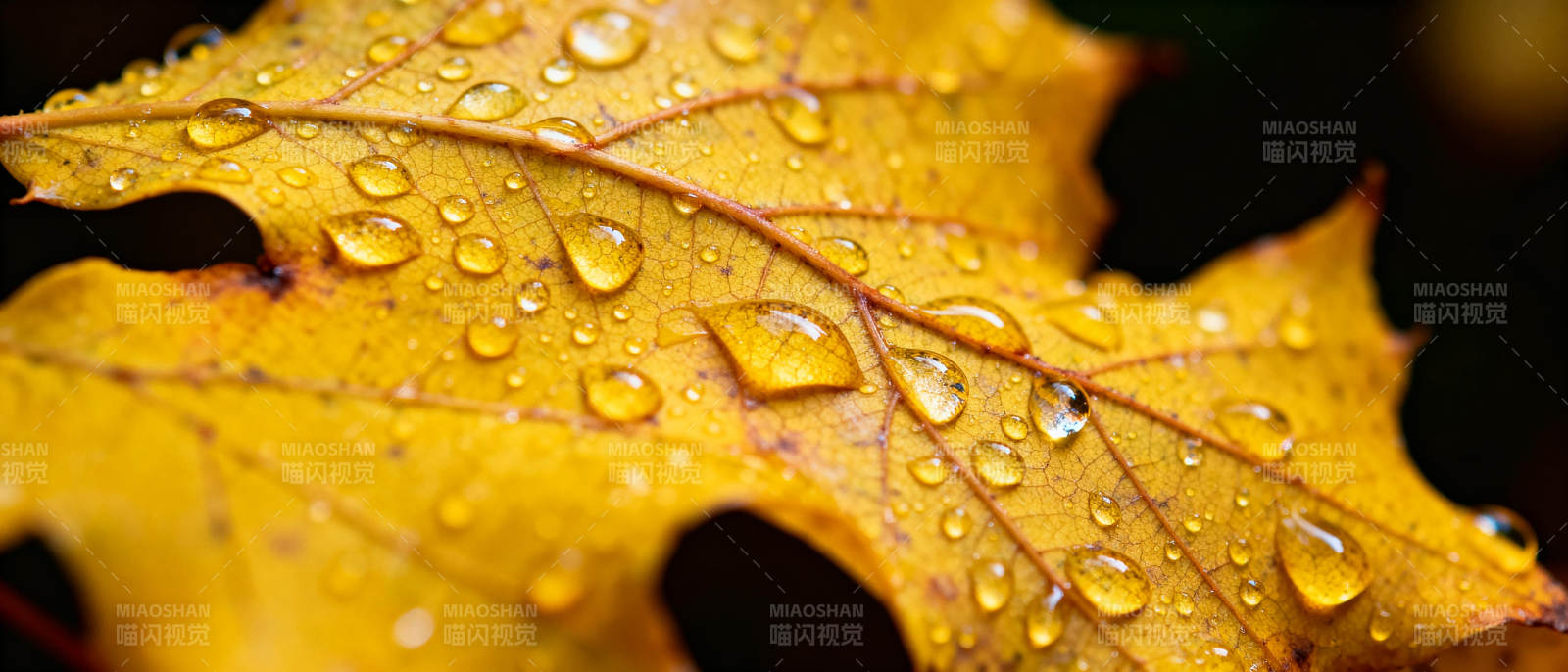 秋叶上的露珠图片