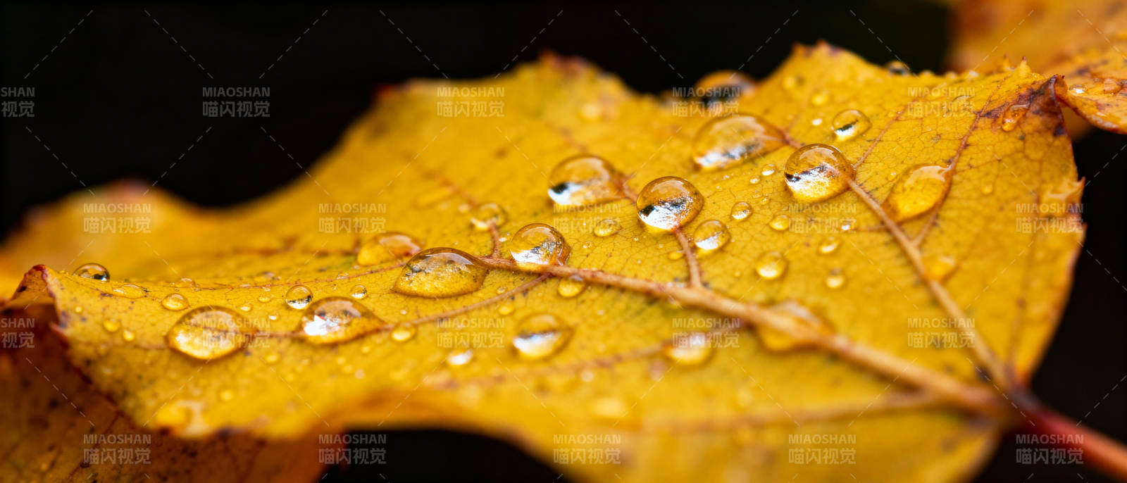 秋叶上的露珠图片