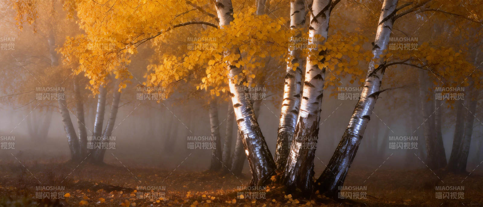 秋雾中的白桦林图片