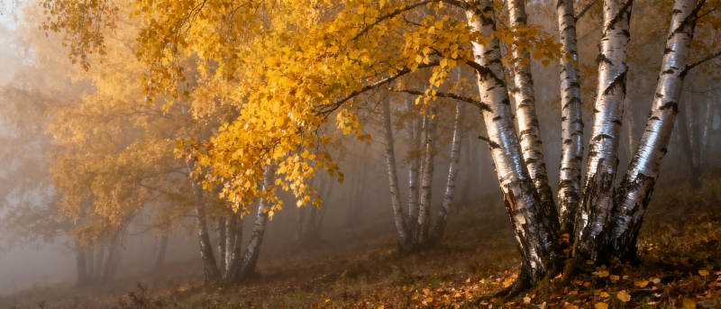 秋雾中的白桦林图片