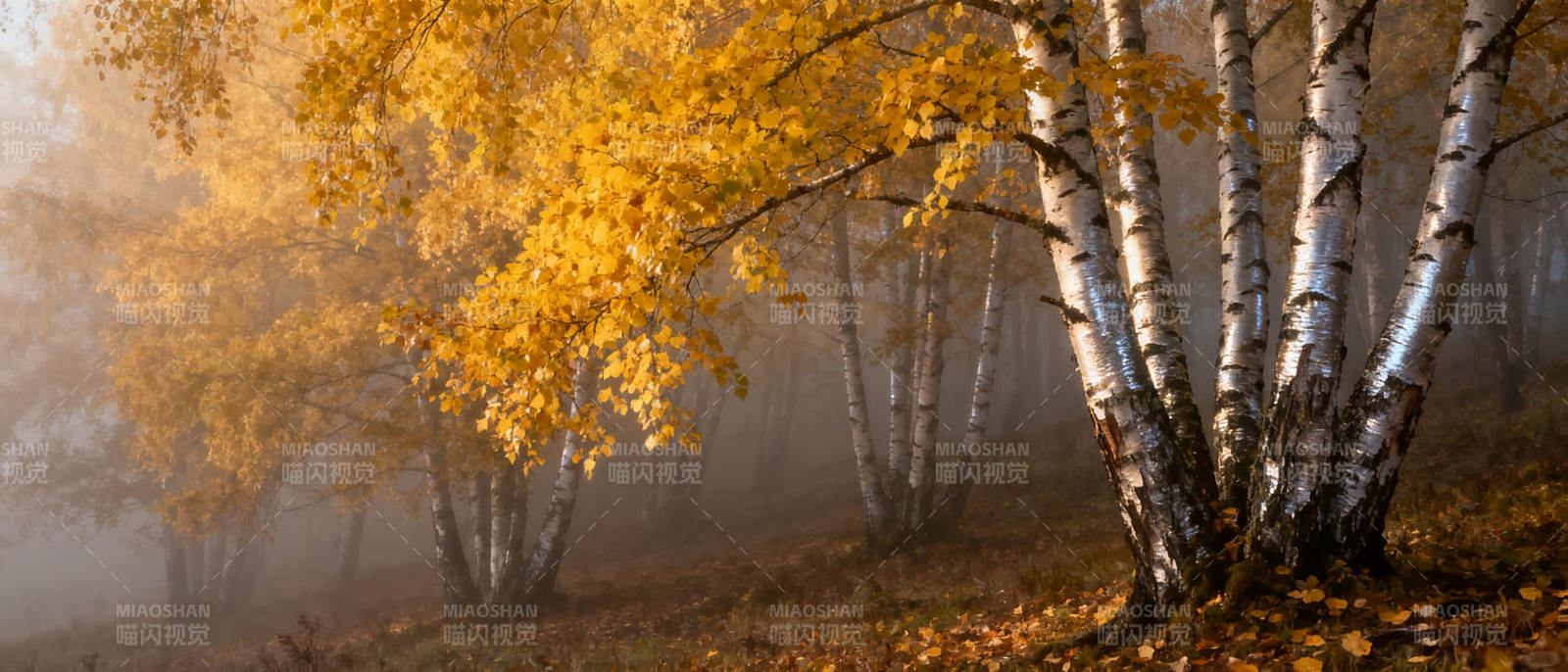 秋雾中的白桦林图片