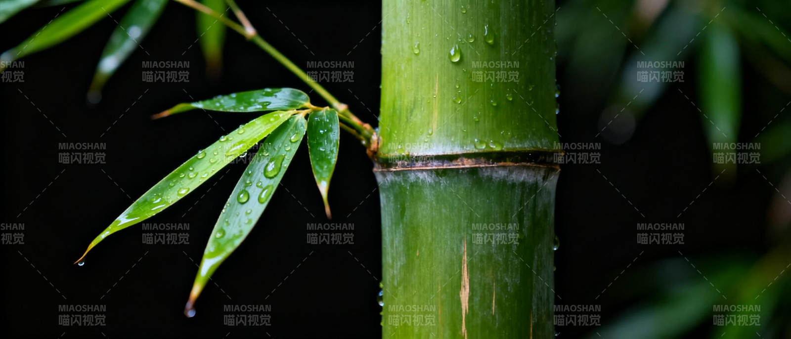 竹叶滴露 静谧自然图片