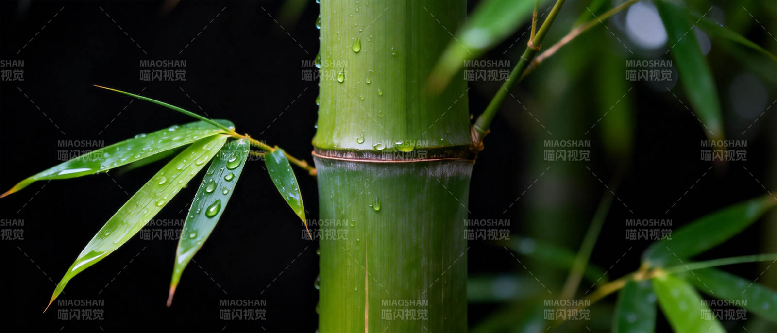 翠竹滴露图片
