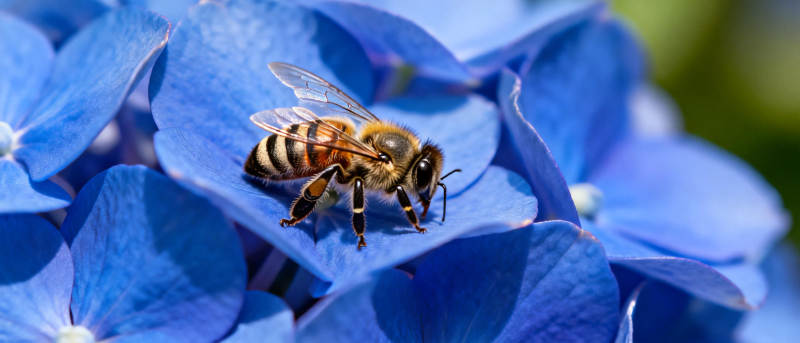 蜜蜂采蓝花蜜图片
