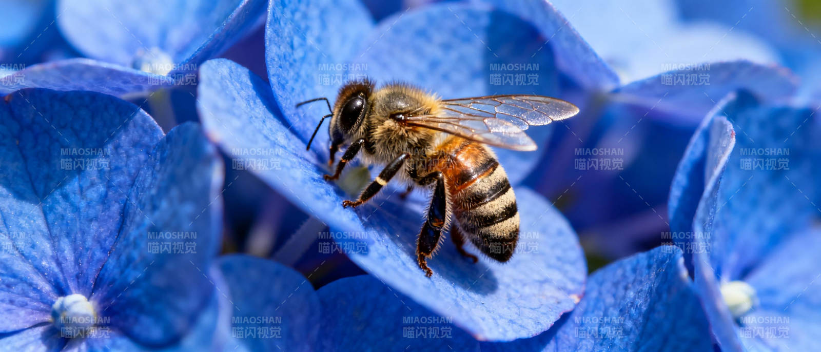 蜜蜂采蓝花图片