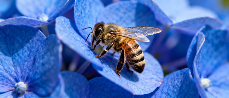 蜜蜂采蓝花图片
