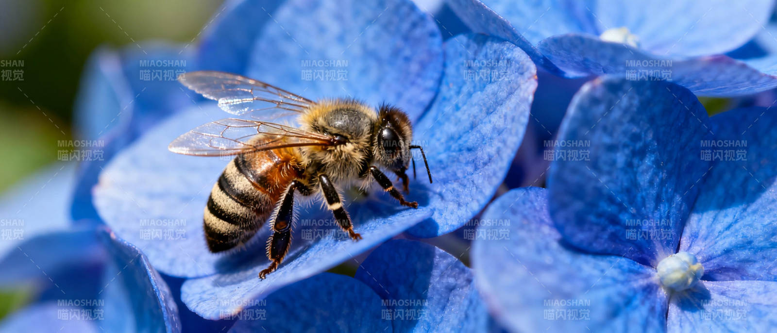 蜜蜂采蜜蓝花间图片