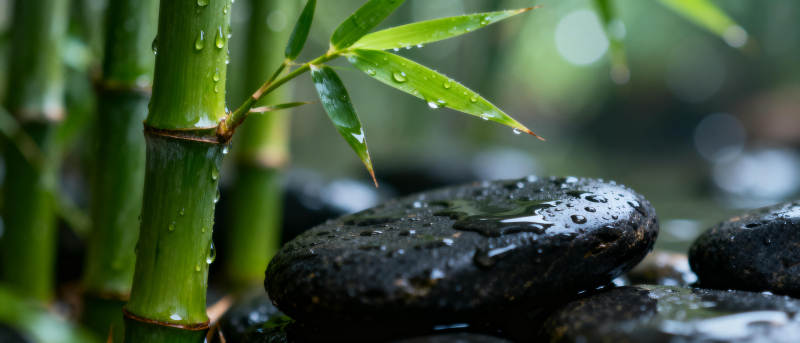 竹影石润 静谧自然图片