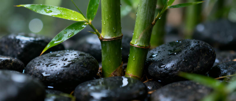 竹影石间水珠图片