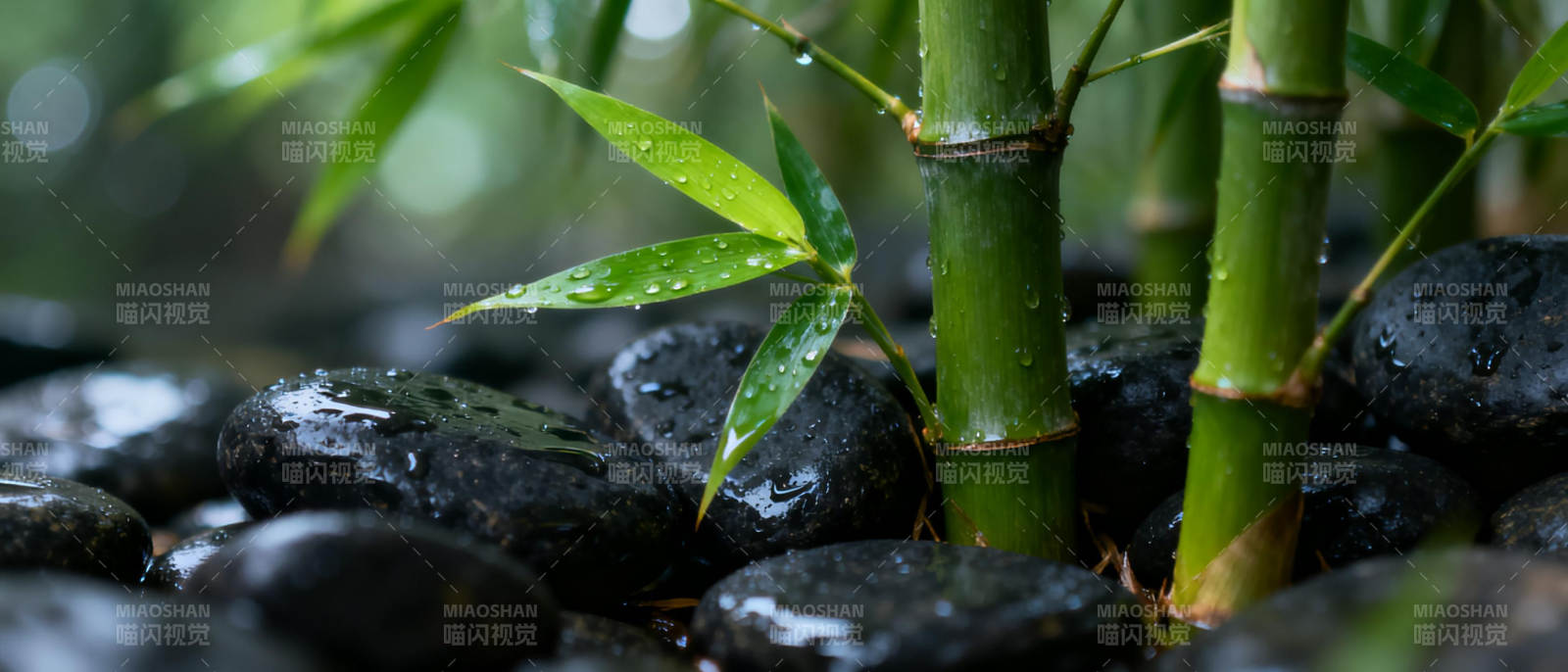 竹影石间水滴图片