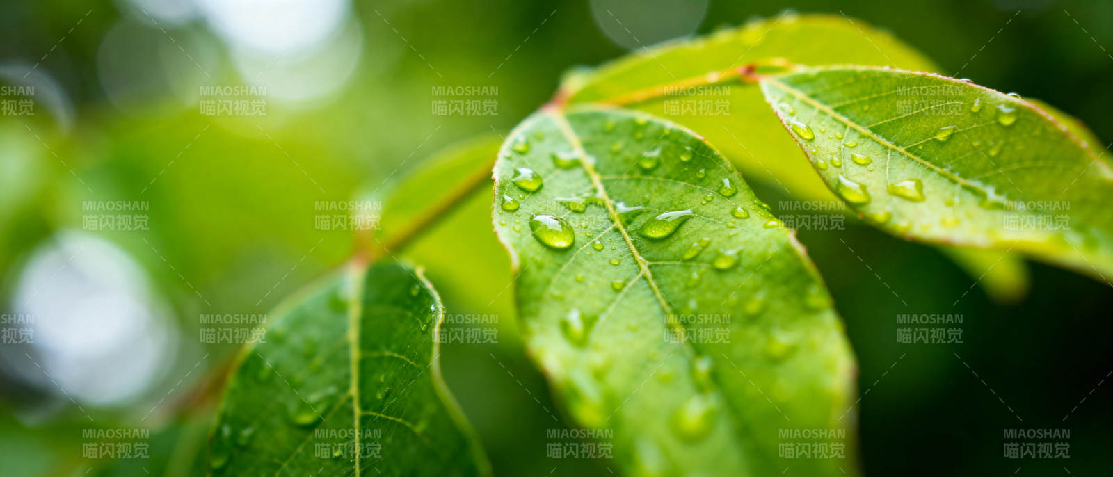 雨后绿叶晶莹图片