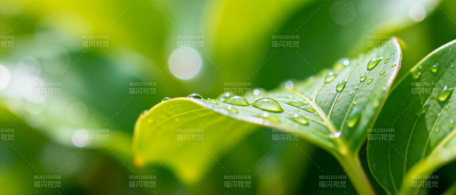 露珠叶上晶莹闪烁图片