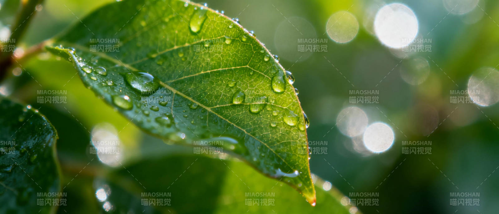 露珠叶上晶莹闪烁图片